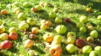 Slow motion of a red ripe apple falling naturally from a tree with blurry background. One apple landing on grass with full of apples in bright sunlight