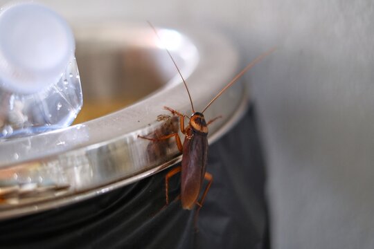 A close up picture of a brown American cockroach walking on top of a trash bin in search of food.
