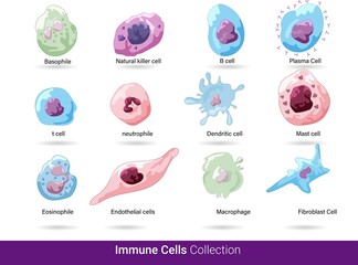 Fototapeta Cells of the innate and adaptive immune system, Natural killer, dendritic, B and  T cell, Basophil, neutrophil, plasma, macrophage, basophile, eosinophils,  dendritic cell, mast cell vector eps. obraz