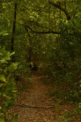 path in the forest