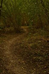 path in the woods