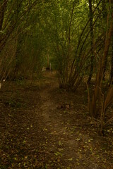 Obraz premium path in the woods