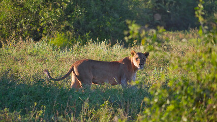 Obraz premium Side view of curious female lion (panthera leo melanochaita) looking over in the bush land of Chobe National Park, Kasane, Botswana.