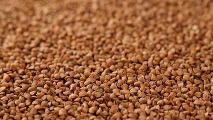 raw buckwheat top view close up