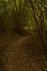 Obraz premium path in the woods