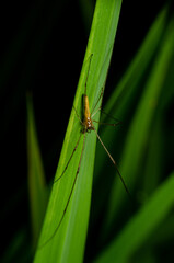 macro spider on green leaves with black background