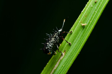 macro insect on green leaves with black background