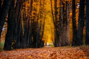 Fototapeta premium Autumn forest nature. Linden alley with yellow leaves, strewn path. Concept mood melancholy, mortality longing background