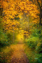 Serene natural landscape of autumn forest with trail through trees
