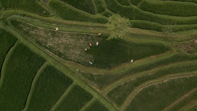 Jatiluwih Rice Terraces Ubud Bali Aerial view from drone. Abstract geometric shapes of agricultural parcels in green color field with palm trees. Landmark destination High quality 4k footage