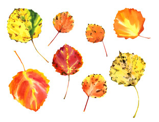 Autumn aspen leaves isolated on a white background. Defoliation watercolor set. Leaf Fall.