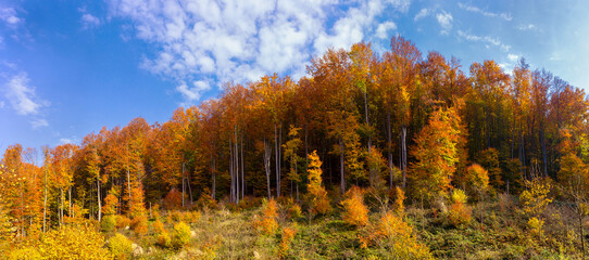 Golden autumn. Autumn forest panorama