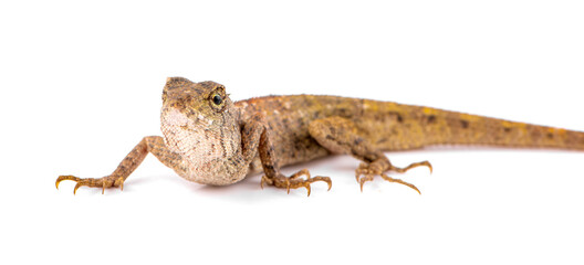 Thai brown chameleon lizard isolated on white background
