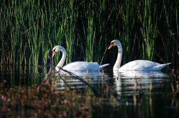 swan on the lake