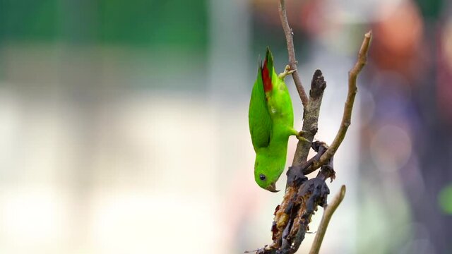 Blue-crowned Hanging Parrot with green background.	

