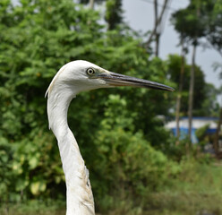 The herons are medium- to large-sized birds with long legs and necks. The herons and bitterns are carnivorous. Even more rarely, herons eating acorns, peas, and grains have been reported. 