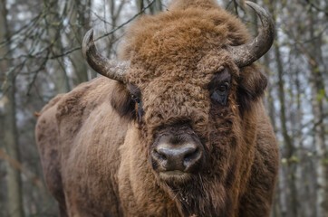 european bison in park national park