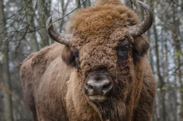 Fotobehang Bizon Europese bizon in park nationaal park
