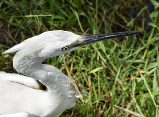 The herons are medium- to large-sized birds with long legs and necks. The herons and bitterns are carnivorous. Even more rarely, herons eating acorns, peas, and grains have been reported. 