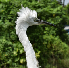 The herons are medium- to large-sized birds with long legs and necks. The herons and bitterns are carnivorous. Even more rarely, herons eating acorns, peas, and grains have been reported. 