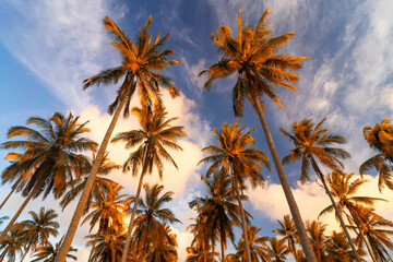 Fototapeta premium Copy space of tropical palm tree with sun light on sky background.