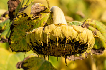 Ripe sunflower field