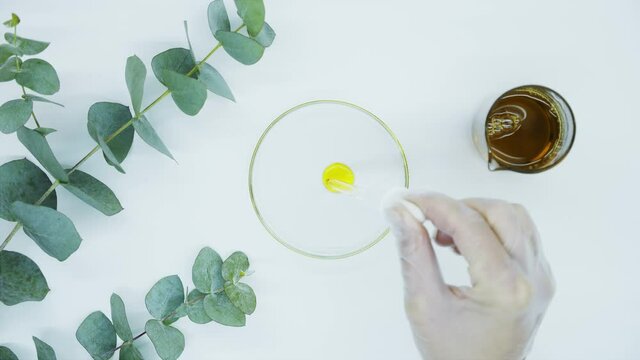 Eucalyptus branch. Hands of laboratory assistant in white gloves drip drop of oil into petri dish with pipette. Natural oil and serum extract. Production of natural cosmetics for skin. Top view.