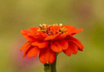 Bright orange elegant zinnia flowers in the garden.