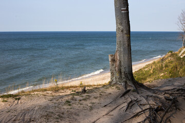 Morze bałtyckie Poddąbie klif Drzewo