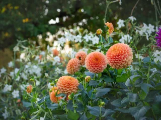 Foto op Plexiglas Orange dahlias blooming in September garden with white tobacco and big trees on a background, closeup with selective focus © Marjatta