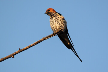 Lesser Striped Swallow (Cecropis abyssinica)