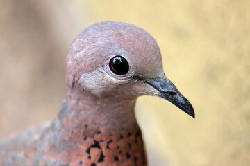 Laughing Dove (Spilopelia senegalensis) portrait