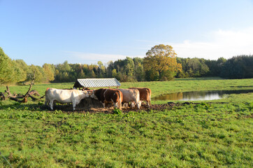 Cattle in a grass field eating from hayrack.