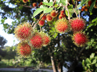 Rambutan fruit  on tree