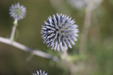 ball thistles in Mainz Germany