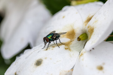 fly on a white leaf in a blossom Germany