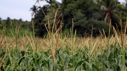 corn field plant background