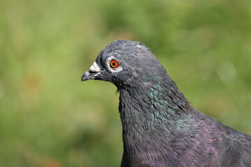closeup of pigeon in Wiesbaden Germany