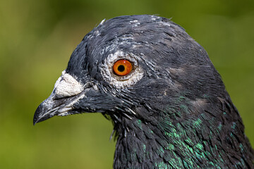 closeup of pigeon in Wiesbaden Germany