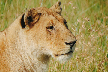 African lioness in the grass in Masai Mara National Reserve, Kenya.