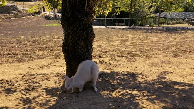wallaby walking in park standing near tree
