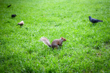 Grey squirrel in a park