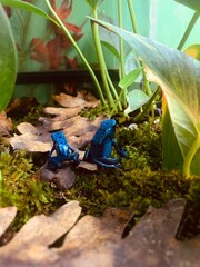 flowers in the garden