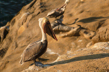 pelican on cliffside