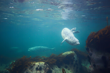 seal underwater photo in wild nature