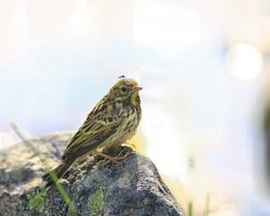 little wagtail bird chick, wildlife bird sitting on a stone