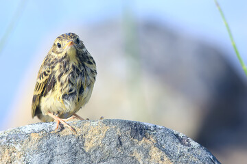 little wagtail bird chick, wildlife bird sitting on a stone
