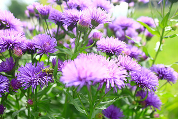 small pink spring flowers background, abstract view in spring garden, nature flowers