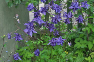 Countryside garden interesting plants blooming on flower bed in the june. Elegant colored heads of...