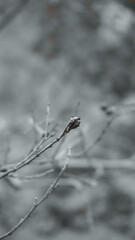 Dried and small flower buds in cold and dark environments.